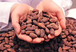 cacao lab.